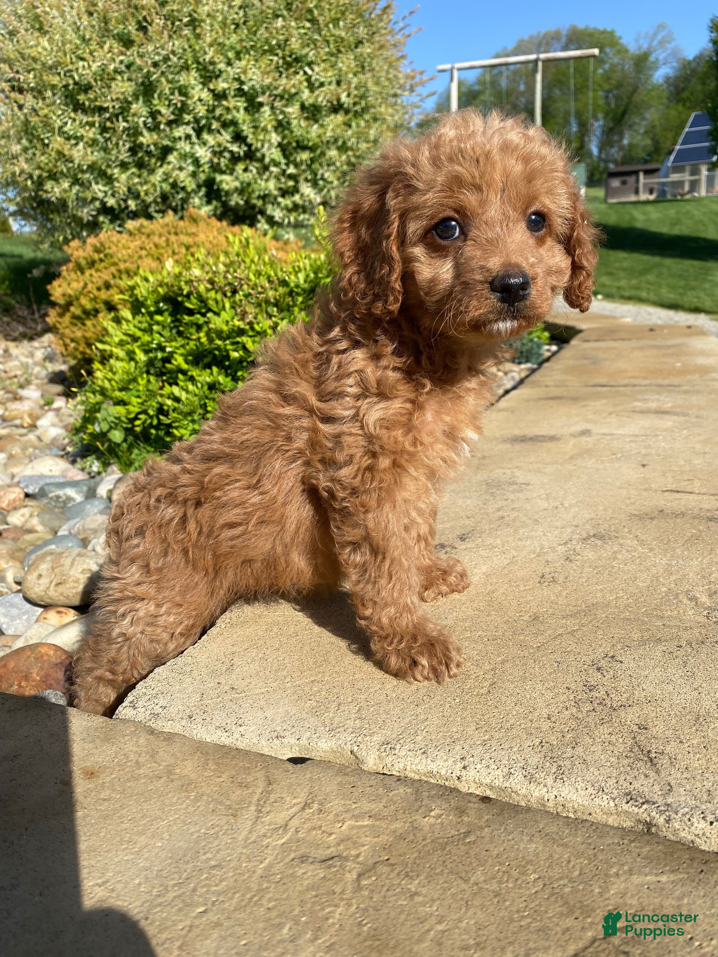 Cavapoo dogs Lucy - Ad 2