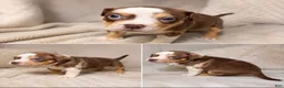 American Bully dogs for sale: American Bully Puppy 5 - Ad 9