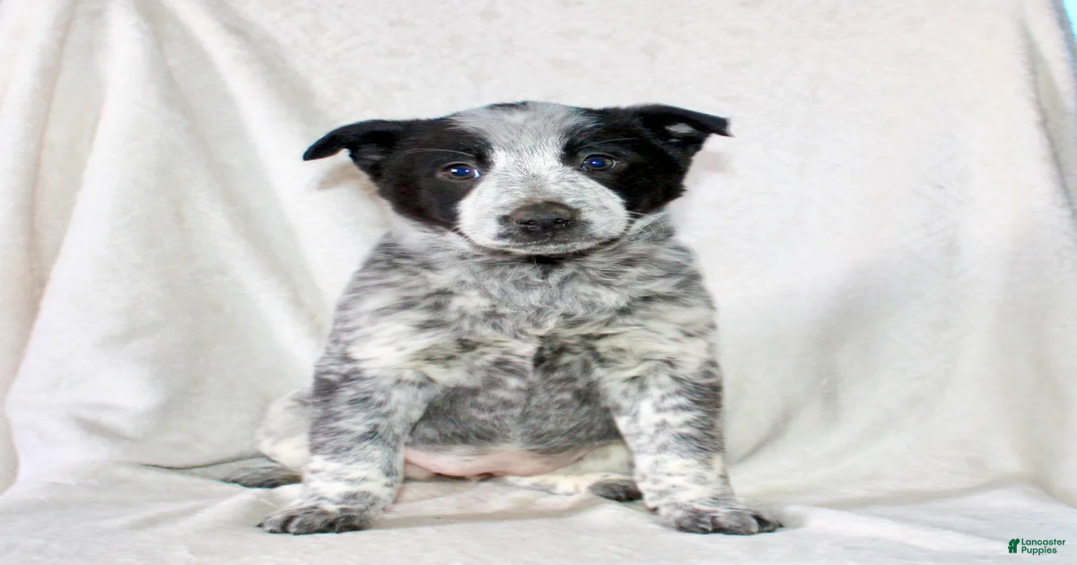 Pit Bull And Heeler Mix Breed Dog Standing High-Res Stock Photo