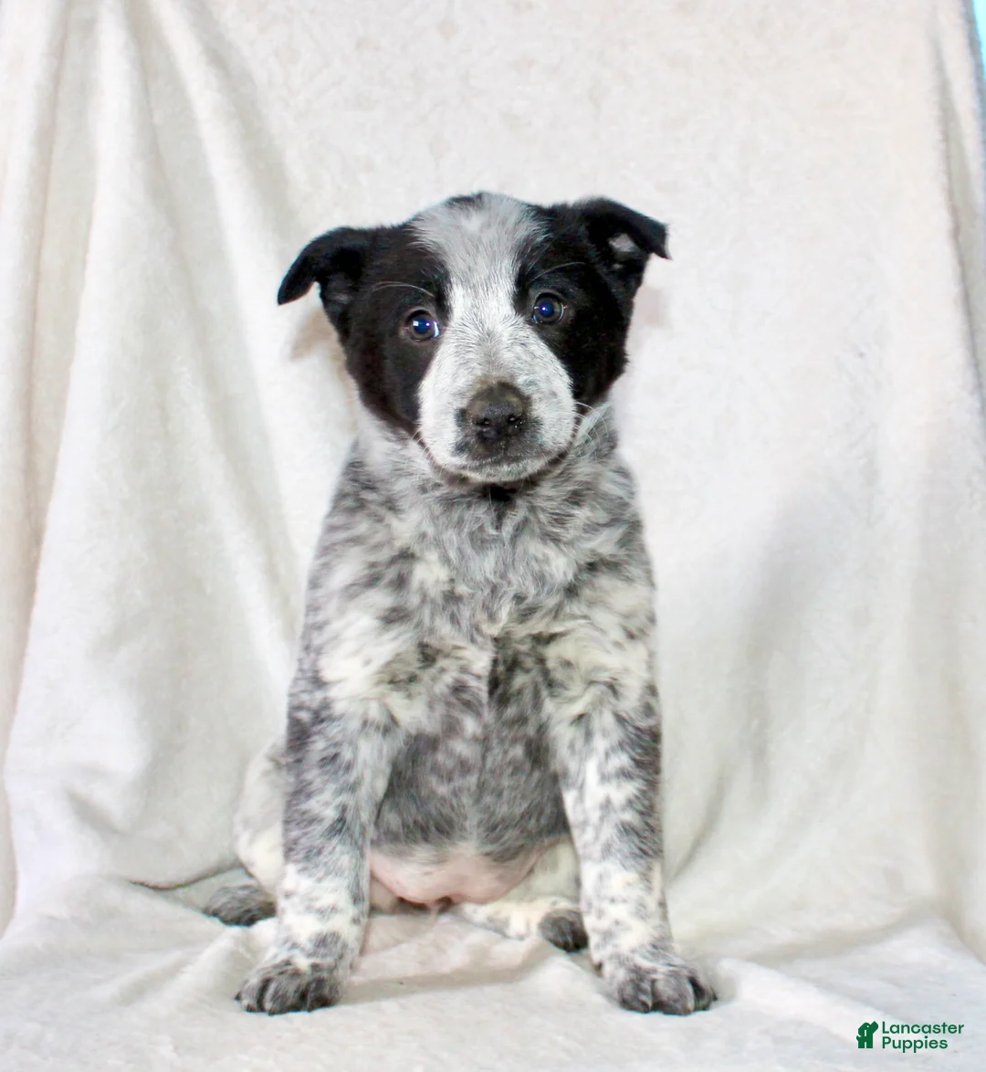 Australian Cattle Dog dogs for sale: Reba - Ad 1