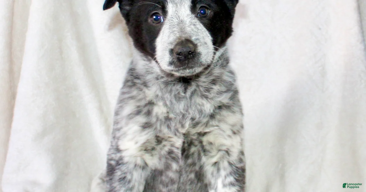 Australian Cattle Dog Puppies for sale Lancaster Puppies