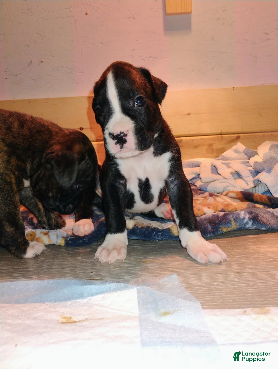 Boxer dogs for sale: Boxer 1 - Ad 2