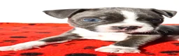 Boston Terrier dogs for sale: Shawn - Ad 5