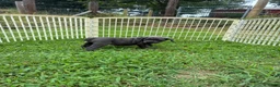 Cane Corso dogs for sale: Cane Corso Puppy 10 - Ad 9