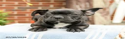 Frenchton dogs for sale: Dylan - Ad 4