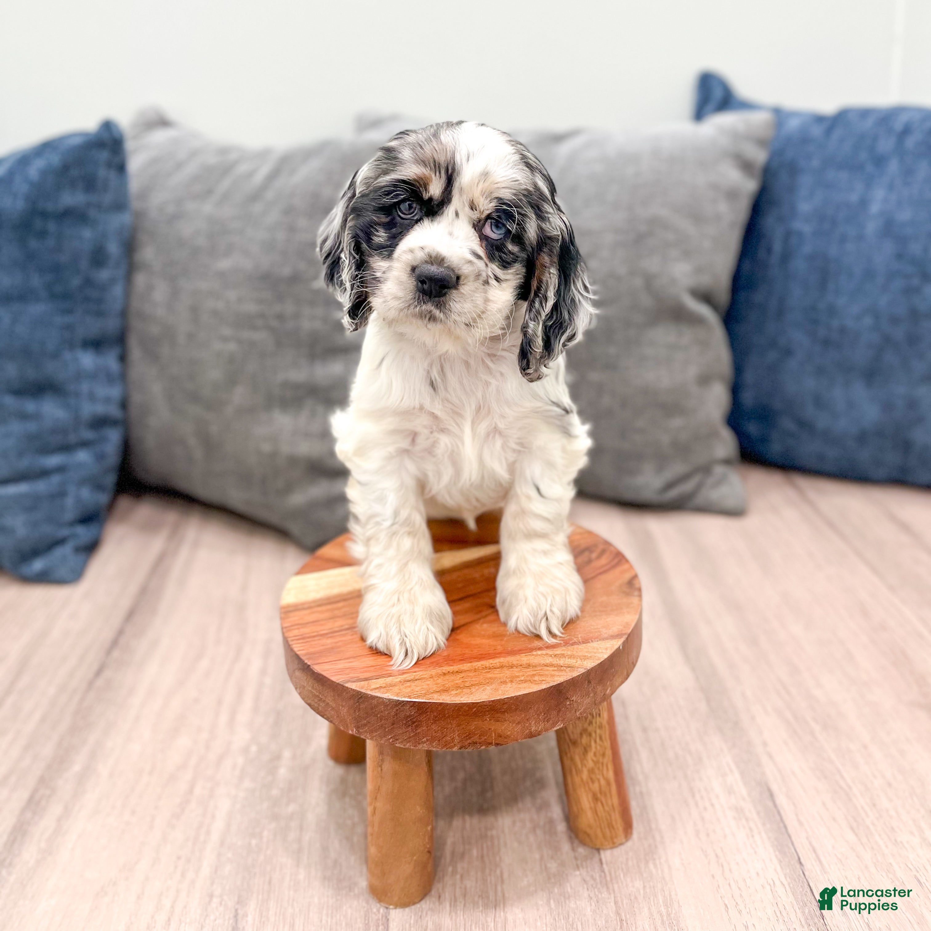 Cocker Spaniel dogs Opal - Ad 2