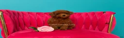 Toy Poodle dogs for sale: Keeper of secrets  - Ad 3