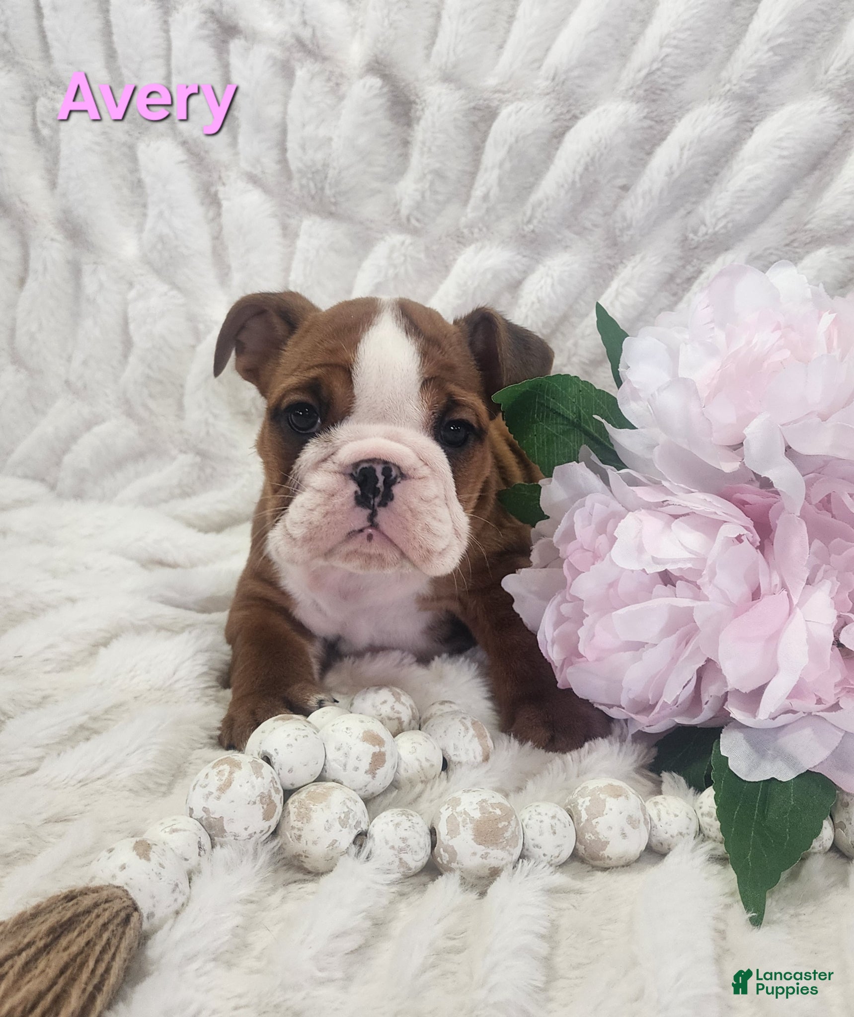 English Bulldog dogs AKC Avery  - Ad 1