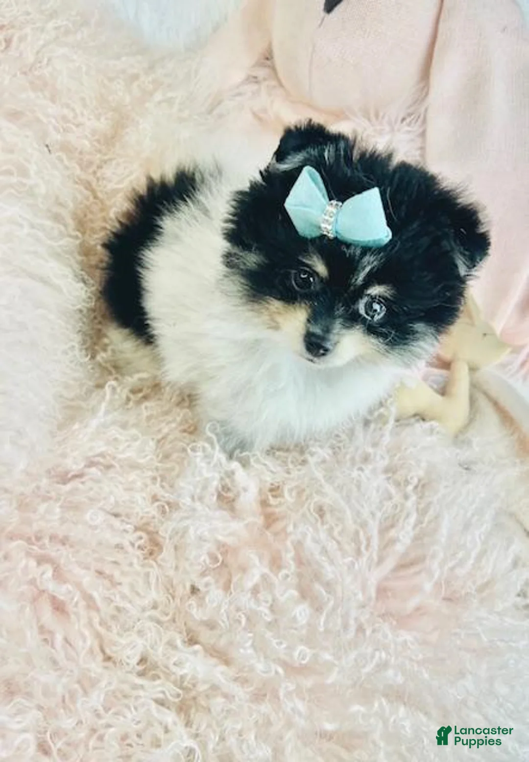 Pomeranian dogs for sale: Pomeranian Puppy 1 - Ad 1