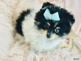 Pomeranian dogs Pomeranian Puppy 1 - Ad 12