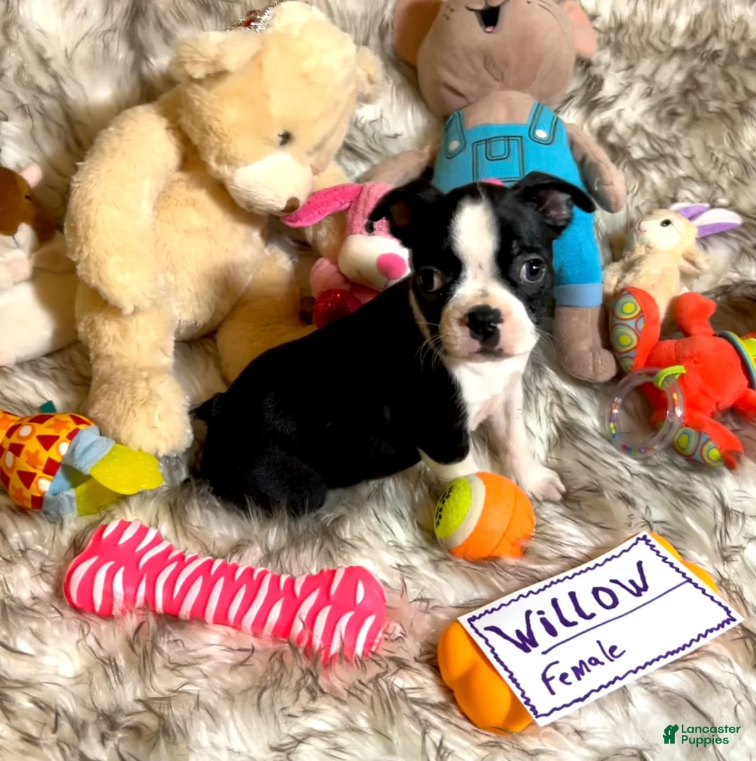 Boston Terrier dogs for sale:  Willow - Ad 1