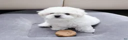Bichon Frise dogs for sale: Maru (Male) - 9 weeks Old - Ad 2