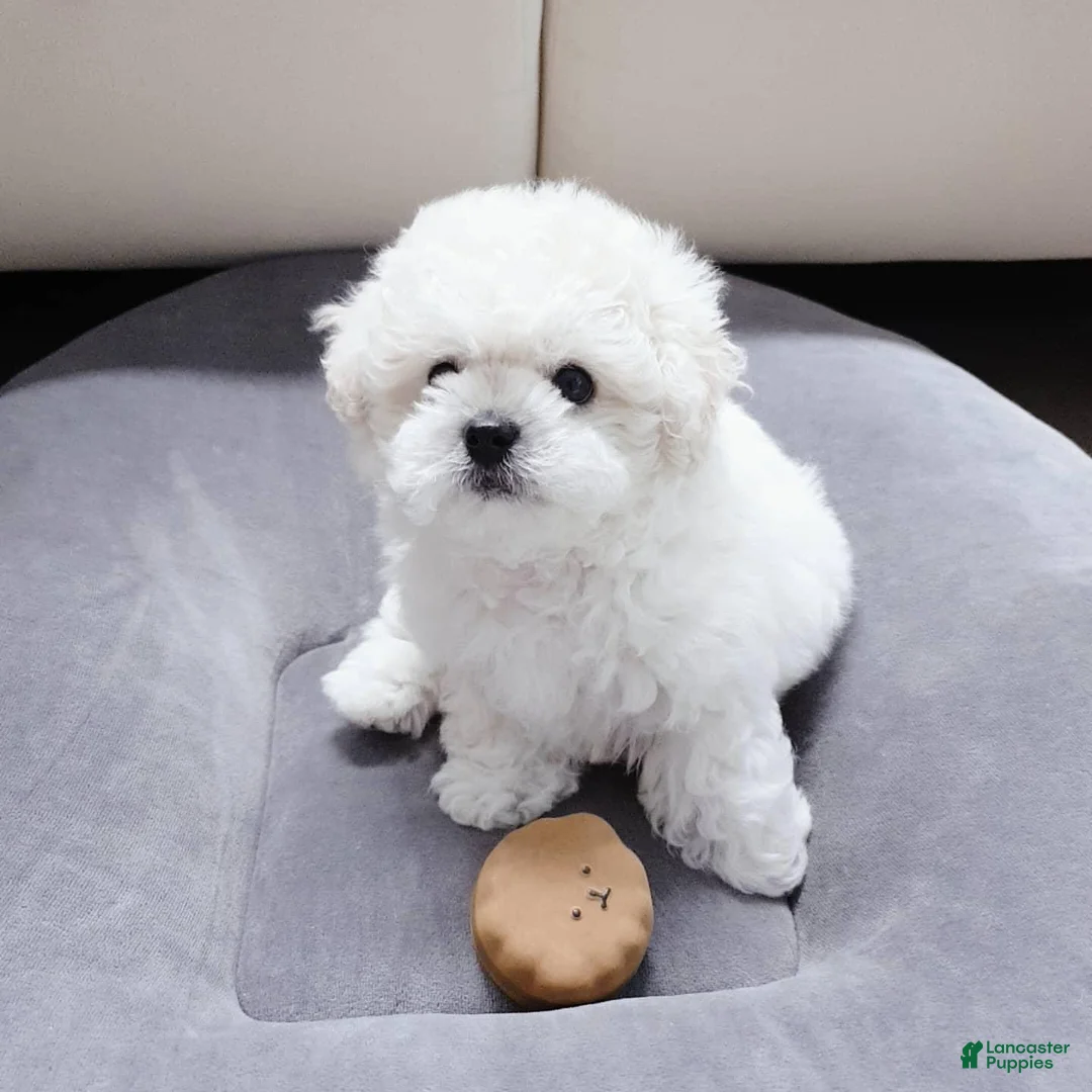 Bichon Frise dogs for sale: Maru (Male) - 9 weeks Old - Ad 2