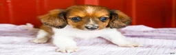 Miniature Dachshund dogs for sale: Brian - Ad 1