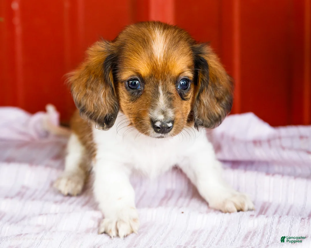 Miniature Dachshund dogs for sale: Brian - Ad 1