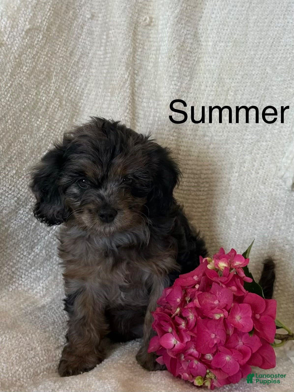 Cavapoo dogs Summer - Ad 10