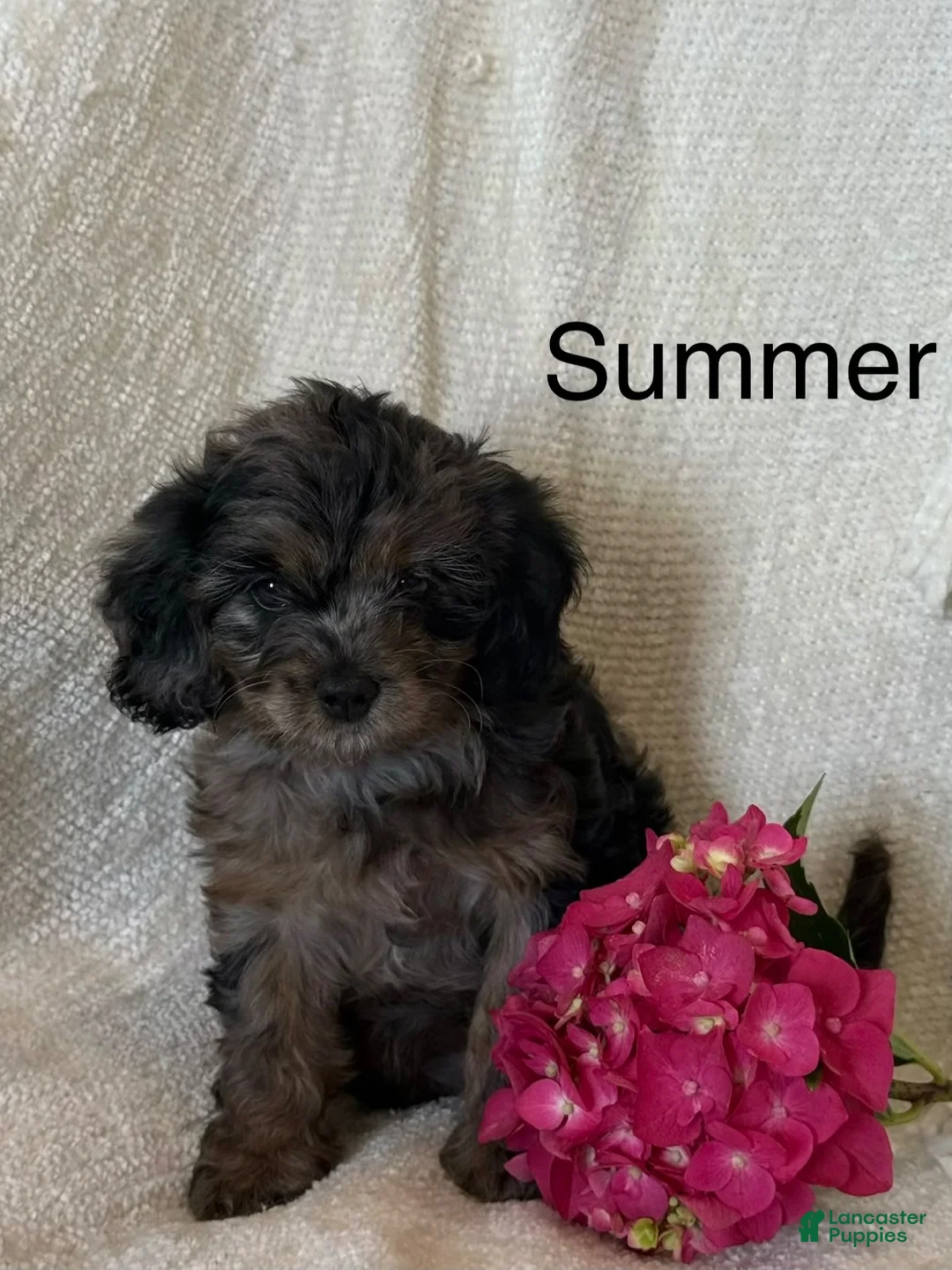 Cavapoo dogs for sale: Summer - Ad 1