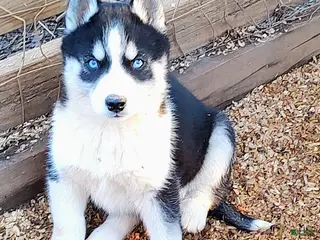 Siberian Husky dogs Siberian Husky Puppy 4 - Ad 36