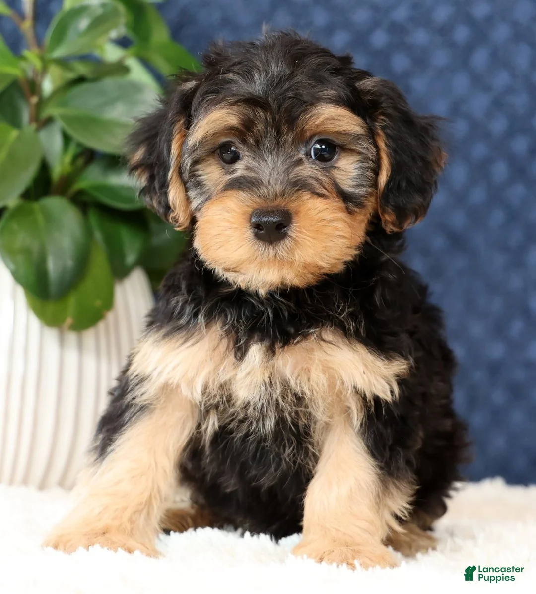 Yorkiepoo dogs for sale: Arrow - Ad 2