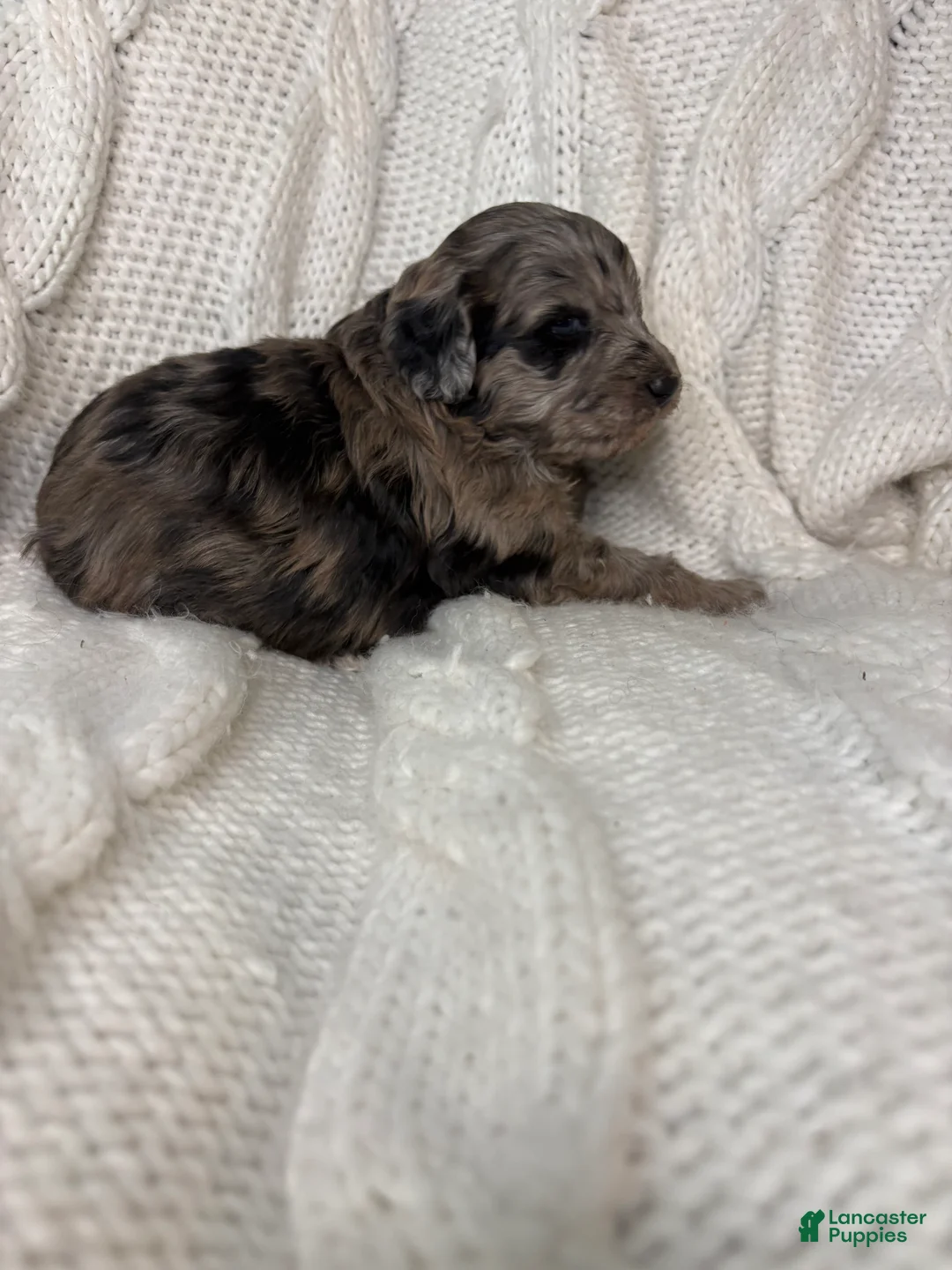 Mini Aussiedoodle dogs for sale: Mini Aussiedoodle Puppy 2 - Ad 6