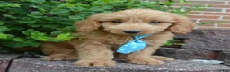 Mini Goldendoodle dogs for sale: Mini Gus - Ad 10