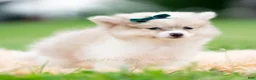 Pomeranian dogs for sale: Lucas - Ad 6