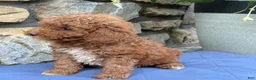 Miniature Poodle dogs for sale: Mabel - Ad 12