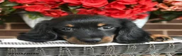Miniature Dachshund dogs for sale: Teddy  - Ad 5