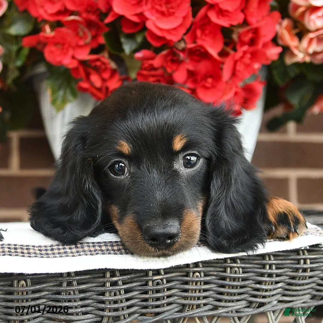 Miniature Dachshund dogs for sale: Teddy  - Ad 5