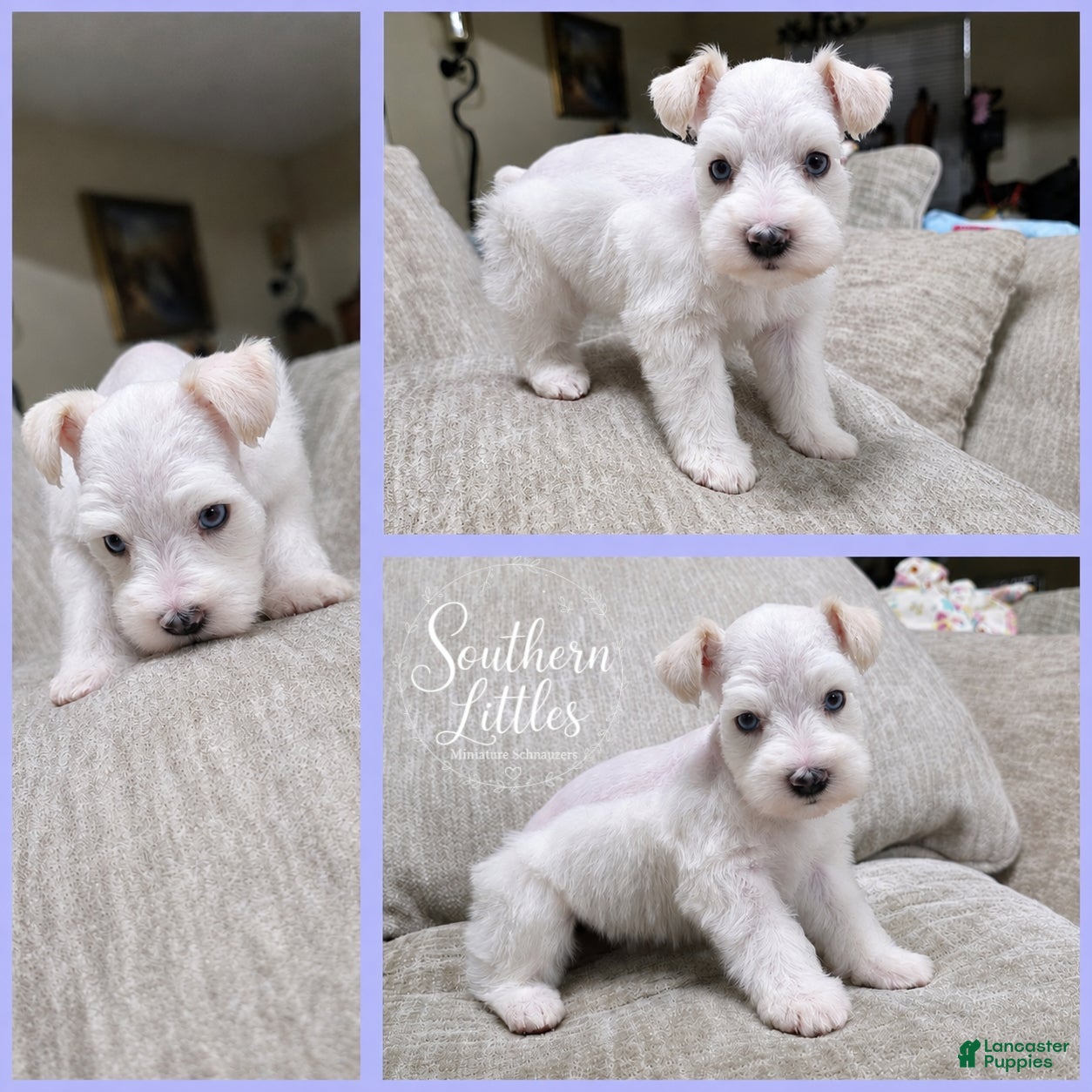 Miniature Schnauzer dogs Olaf - Ad 2