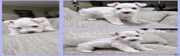Miniature Schnauzer dogs for sale: Olaf - Ad 2