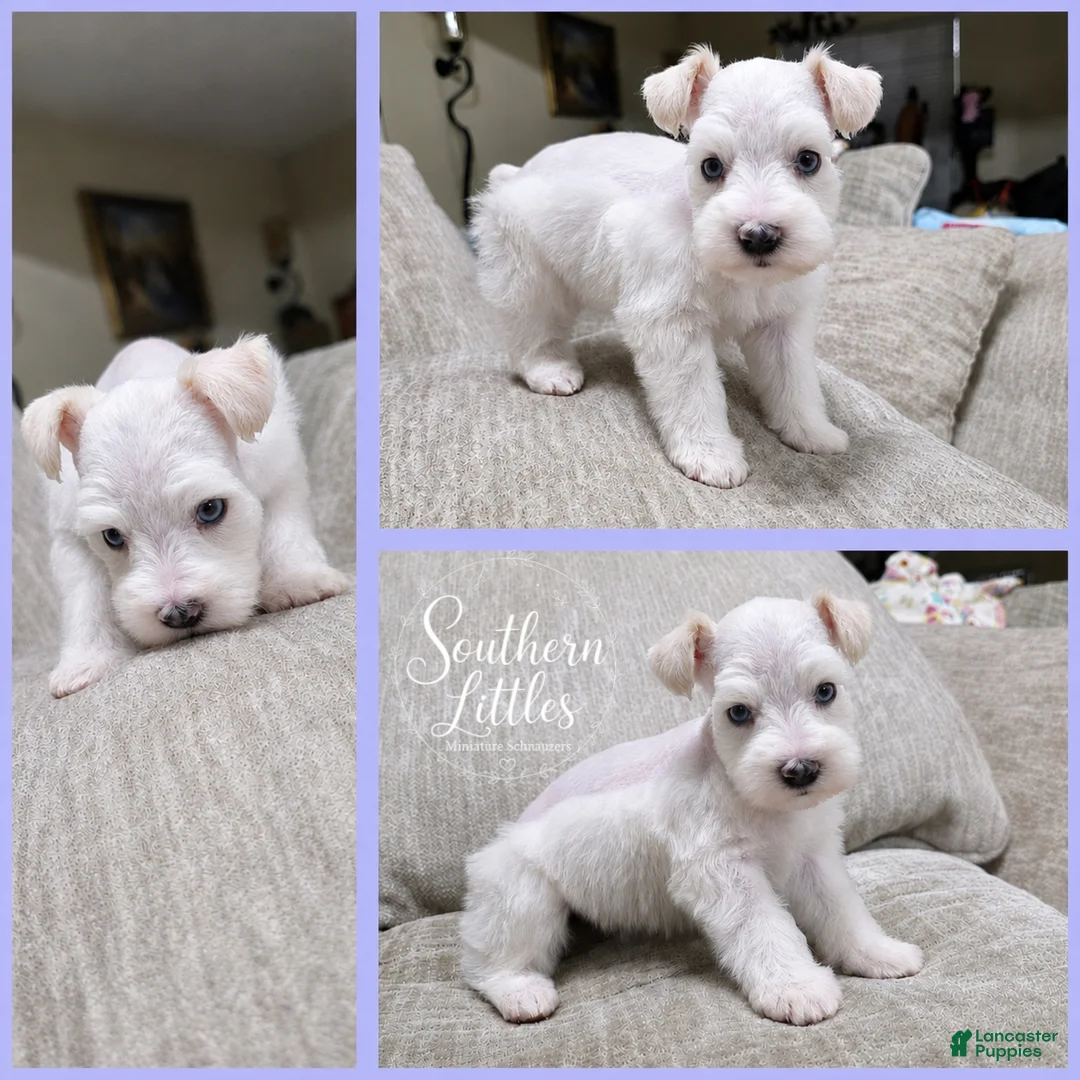 Miniature Schnauzer dogs for sale: Olaf - Ad 2