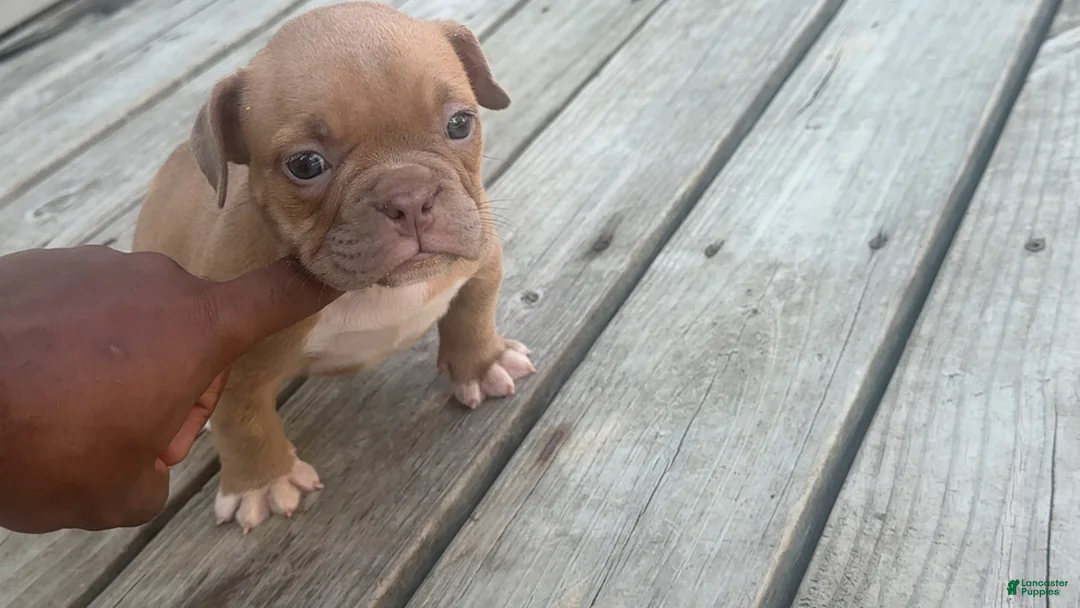 American Bully dogs for sale: Princess Peach - Ad 1
