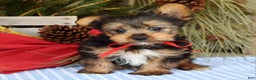 Yorkshire Terrier dogs for sale: Mason - Ad 5