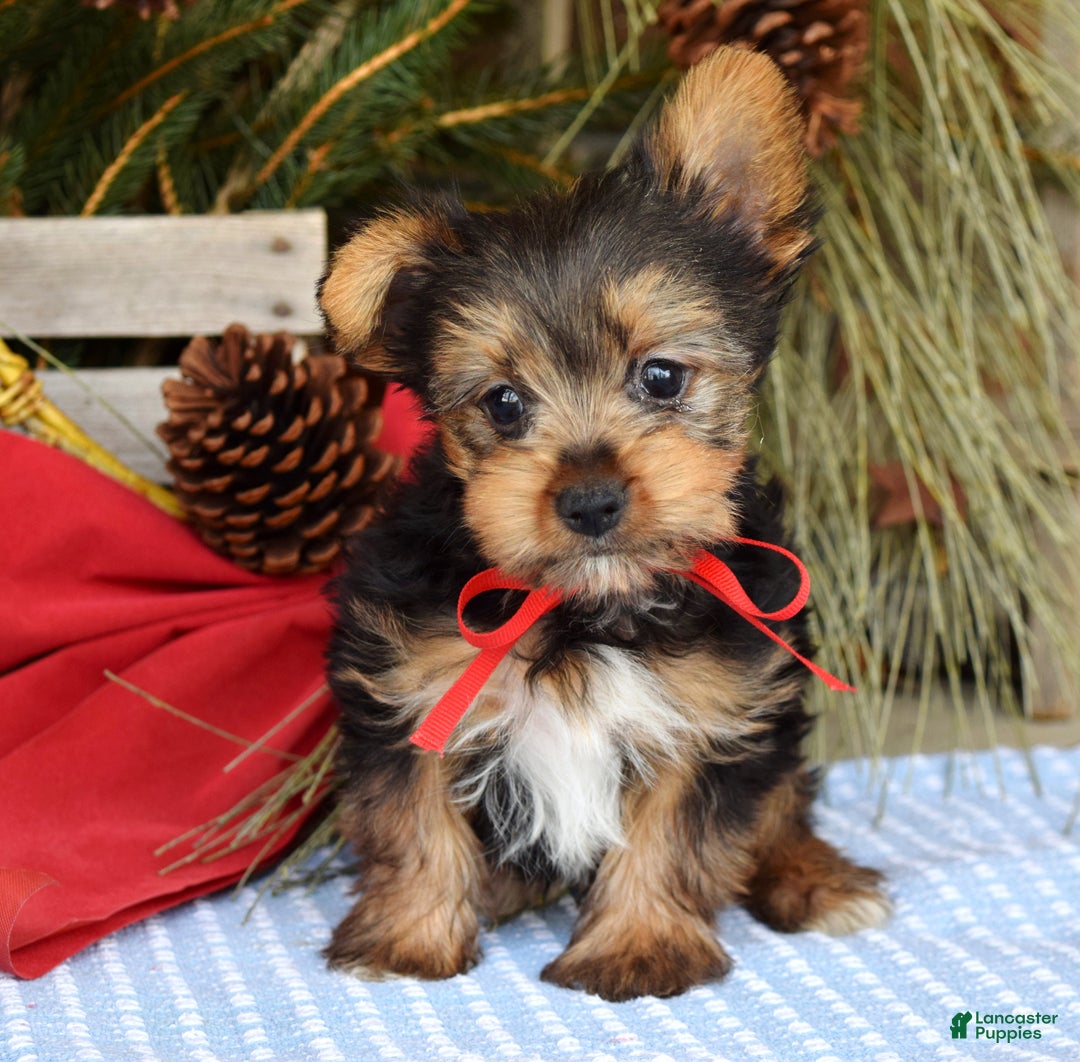 Yorkshire Terrier dogs for sale: Mason - Ad 5