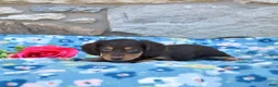 Miniature Dachshund dogs for sale: Oliver  - Ad 4