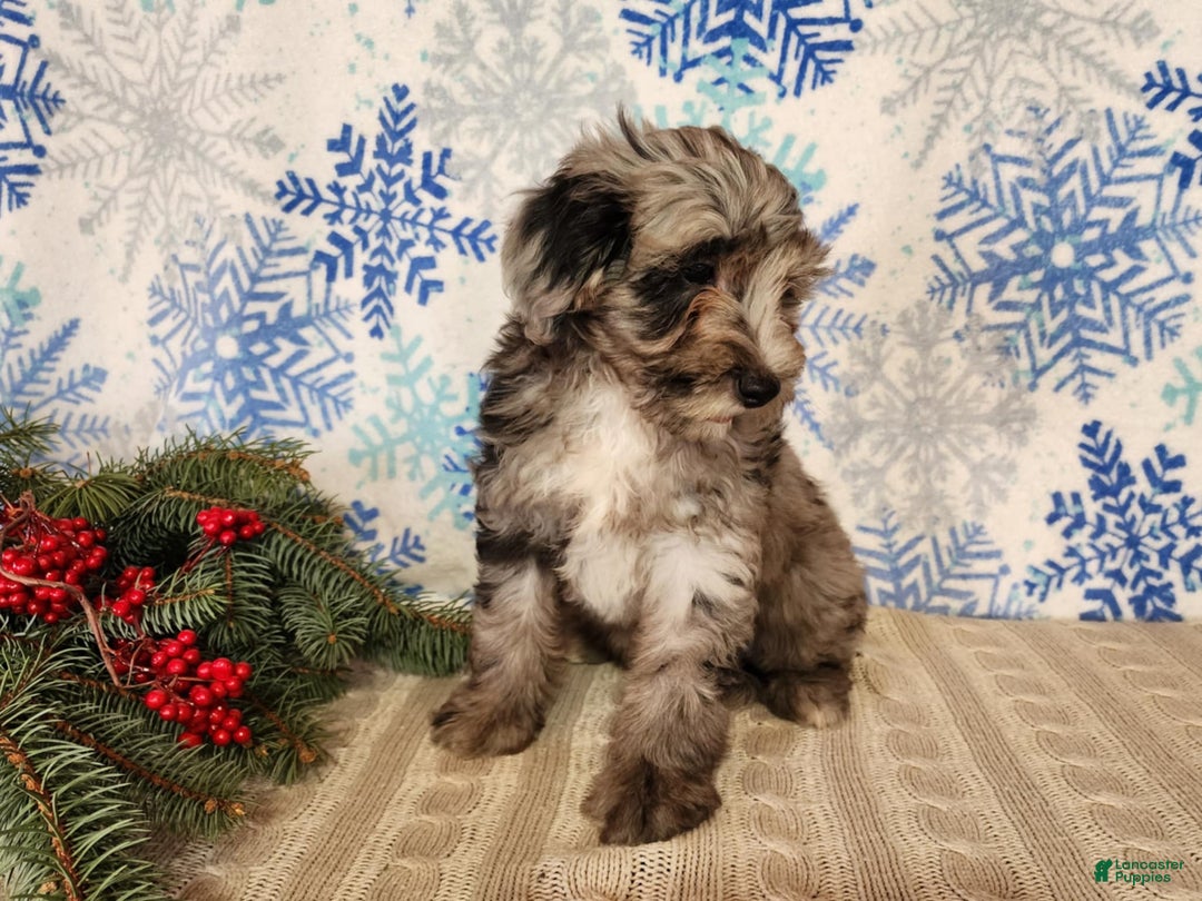 Mini Bernedoodle dogs for sale: Blitz - Ad 4