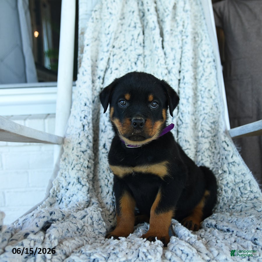 Rottweiler dogs Rocko   - Ad 2
