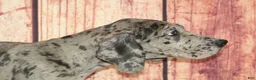 Great Dane dogs for sale: Benji - Ad 2