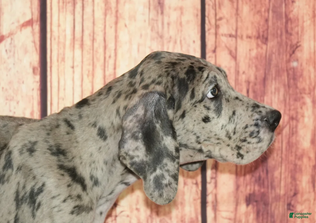 Great Dane dogs for sale: Benji - Ad 2