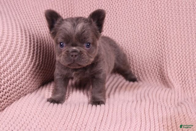 French Bulldog dogs Janet - Ad 1