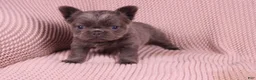 French Bulldog dogs for sale: Janet - Ad 1