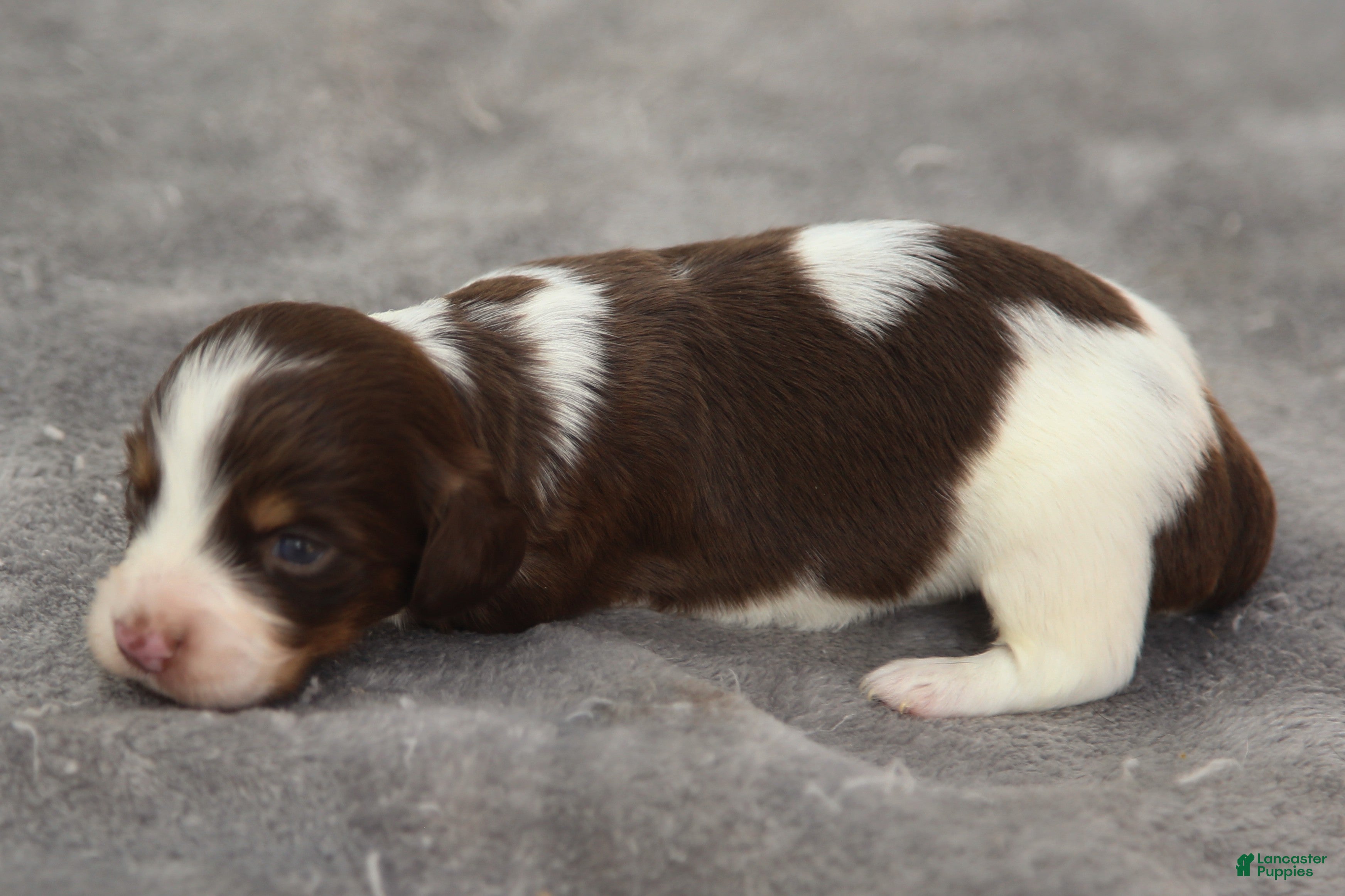 Dachshund dogs Chocolate and Tan Piebald Male  - Ad 2