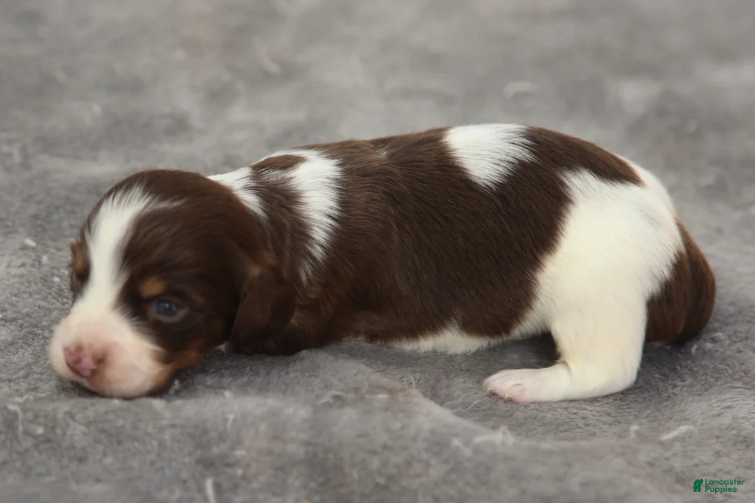 Dachshund dogs for sale: Chocolate and Tan Piebald Male  - Ad 2