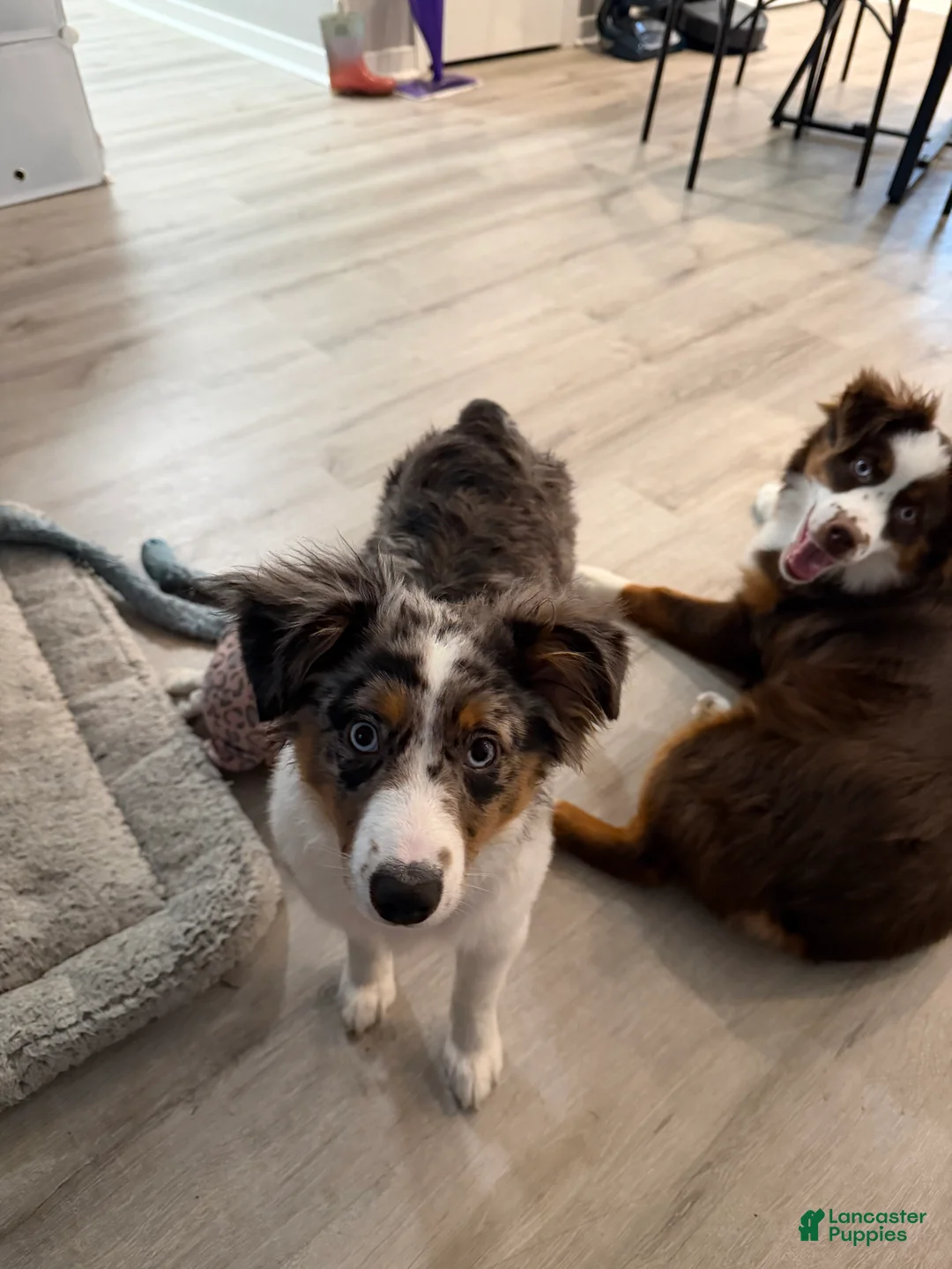 Miniature Australian Shepherd dogs for sale: Miniature Australian Shepherd Puppy 1 - Ad 4