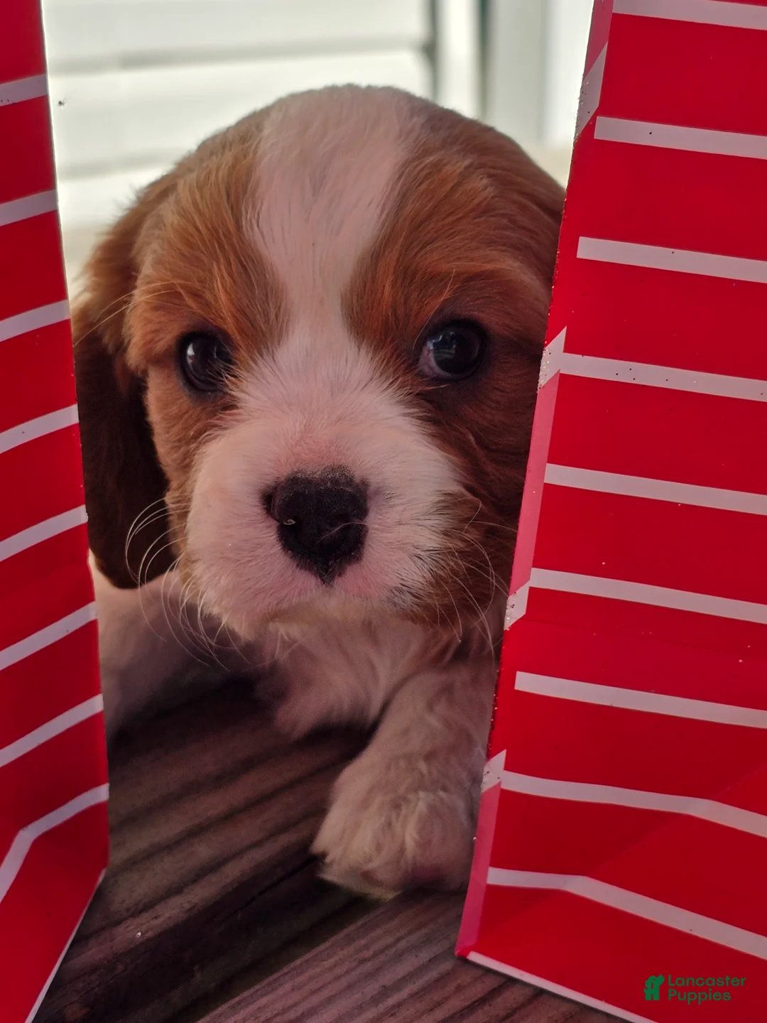 Cavalier King Charles Spaniel dogs for sale: Dillon - Ad 8
