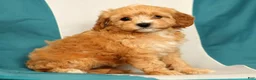 Cavapoo dogs for sale: Mandy - Ad 8