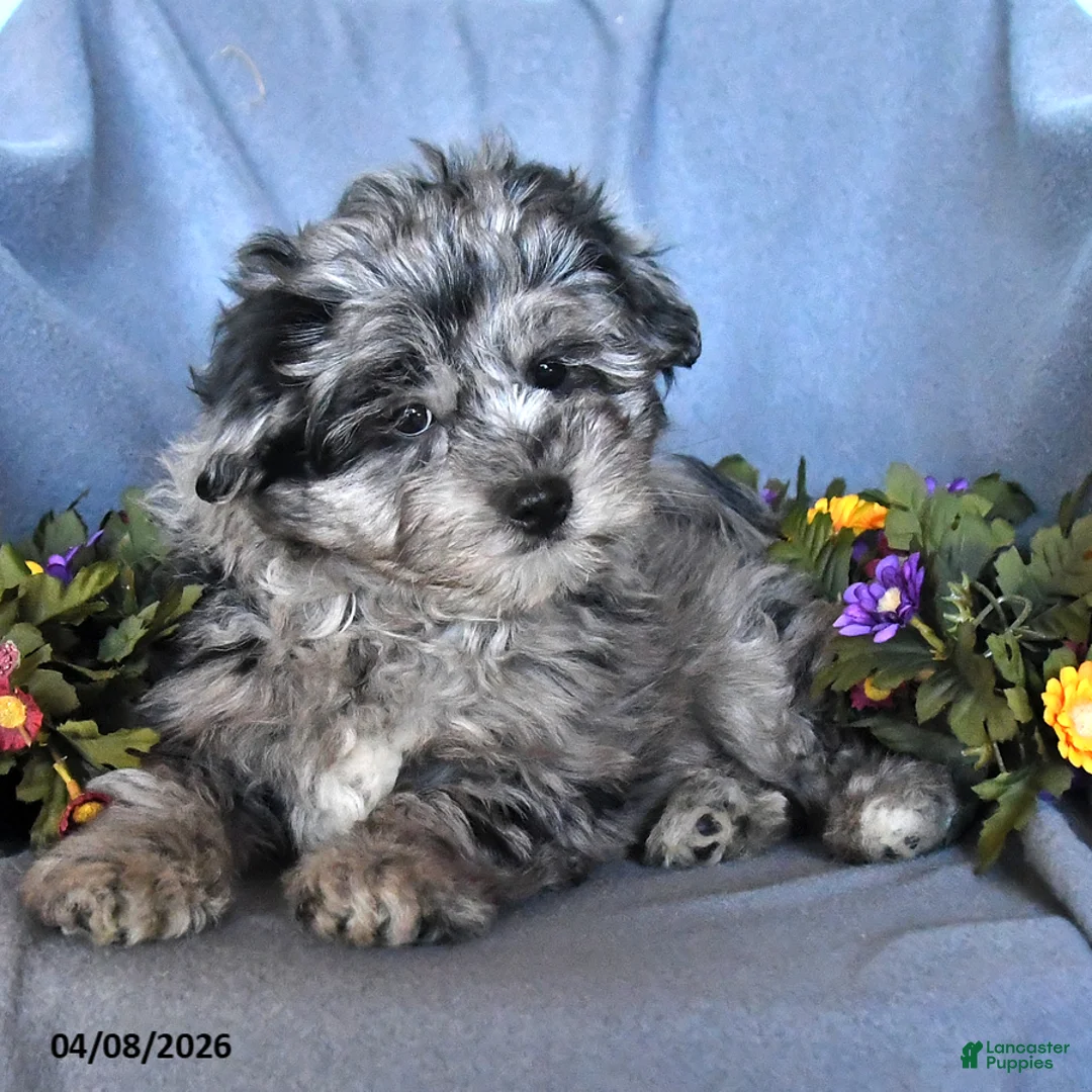 Pomapoo dogs for sale: Simson - Ad 3