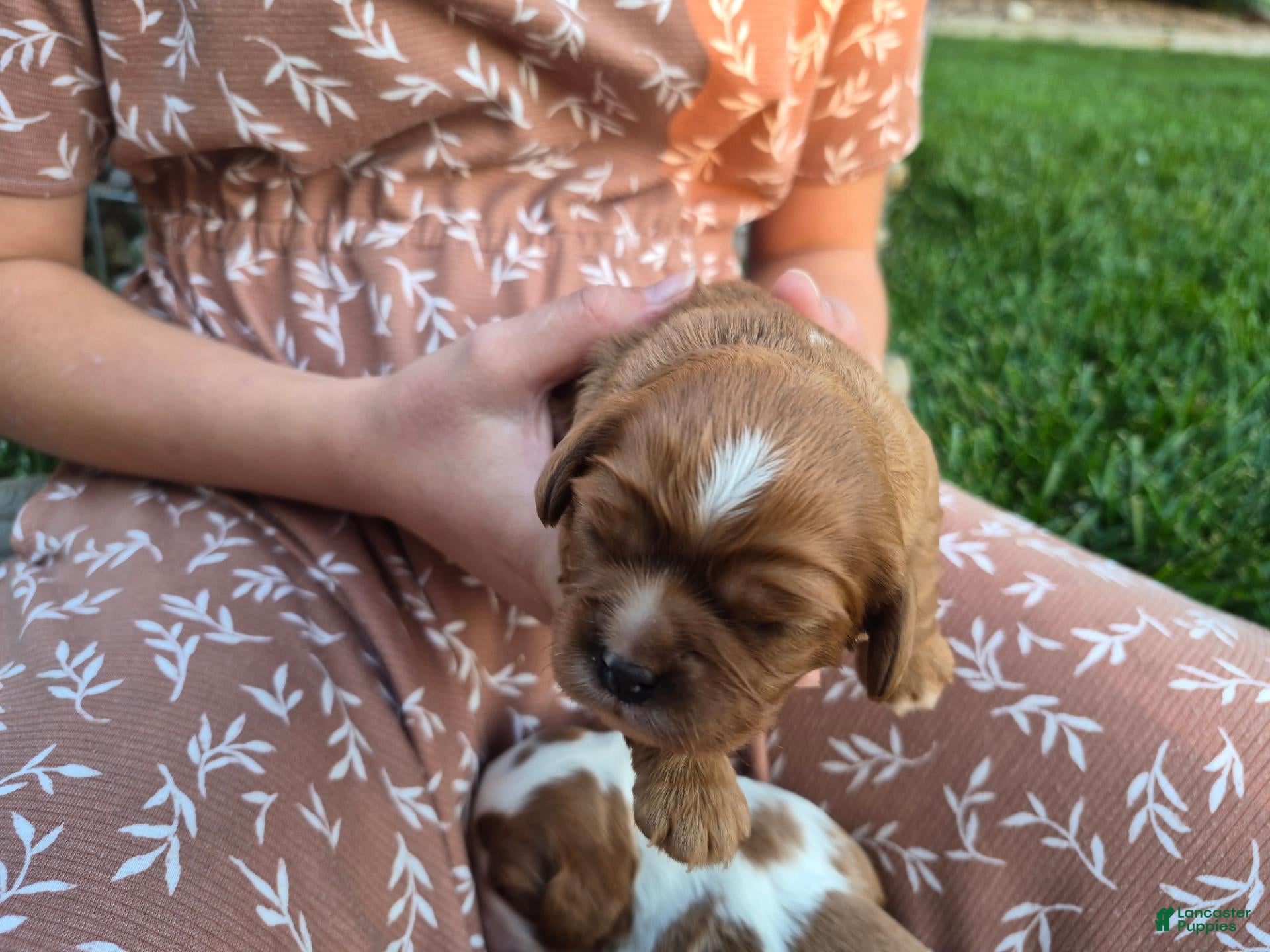 Cavalier King Charles Spaniel dogs for sale: Cavalier King Charles Spaniel 2 - Ad 1