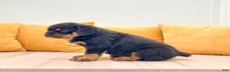 Rottweiler dogs for sale: Auggie - Ad 5